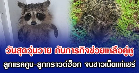 วันสุดวุ่นวาย กับภารกิจช่วยเหลือคู่หูเบบี้ ลูกแรคคูน-ลูกกราวด์ฮ็อก จนชาวเน็ตแห่แชร์