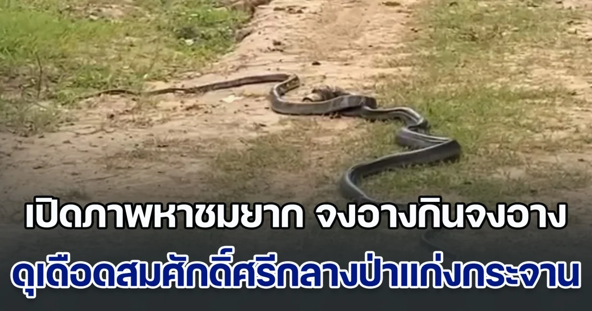 ศึกอสรพิษ! เปิดภาพหาชมยาก จงอางกินจงอาง ดุเดือดสมศักดิ์ศรีกลางป่าแก่งกระจาน