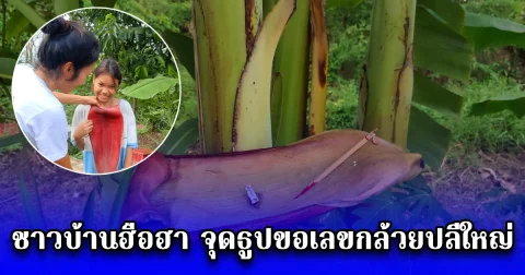 ชาวบ้านฮือฮา จุดธูปขอเลขกล้วยปลีใหญ่กว่าหน้าคน 16/06/68