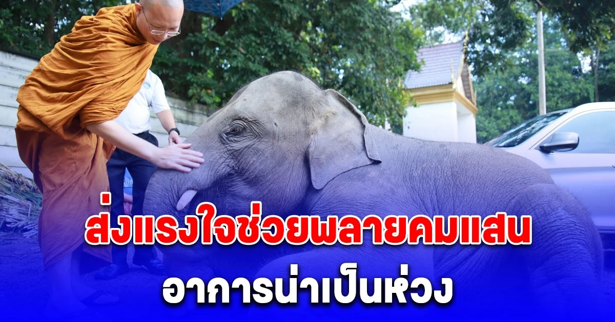 ต้องหายนะลูก ส่งแรงใจช่วย พลายคมแสน ป่วยเข้าข่าย EEHV อาการน่าเป็นห่วง