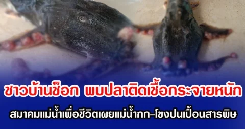 ชาวบ้านช็อก พบปลาติดเชื้อกระจายหนัก สมาคมแม่น้ำเพื่อชีวิตเผยแม่น้ำกก-โขงปนเปื้อนสารพิษ