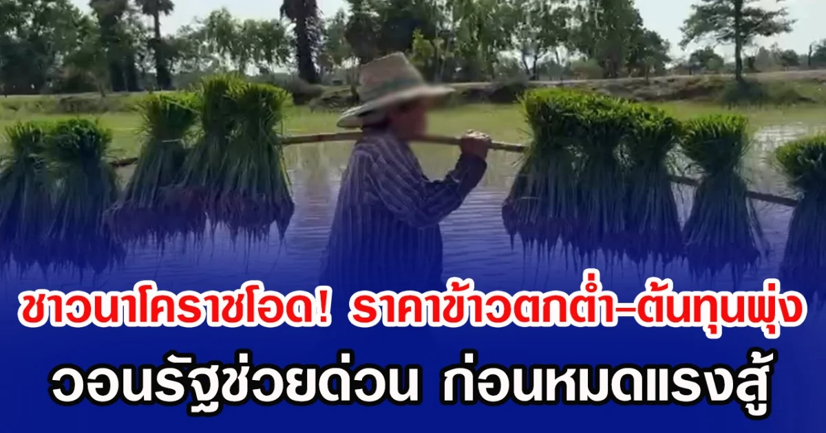 ชาวนาโคราชโอด! ราคาข้าวตกต่ำ-ต้นทุนพุ่ง วอนรัฐช่วยด่วน ก่อนหมดแรงสู้