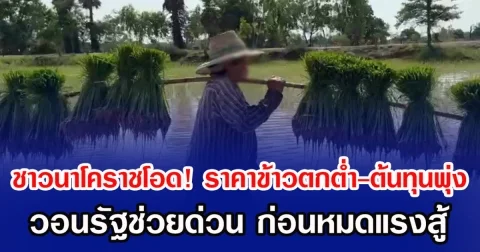 ชาวนาโคราชโอด! ราคาข้าวตกต่ำ-ต้นทุนพุ่ง วอนรัฐช่วยด่วน ก่อนหมดแรงสู้