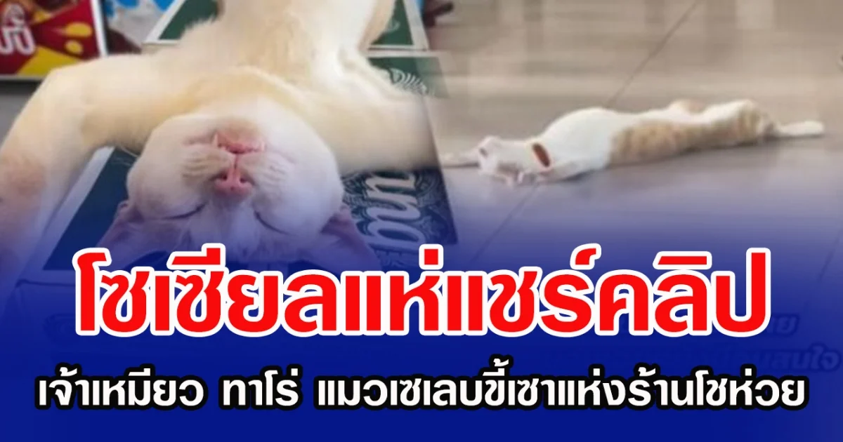 โซเซียลแห่แชร์คลิป เจ้าเหมียว ทาโร่ แมวเซเลบขี้เซาแห่งร้านโชห่วย