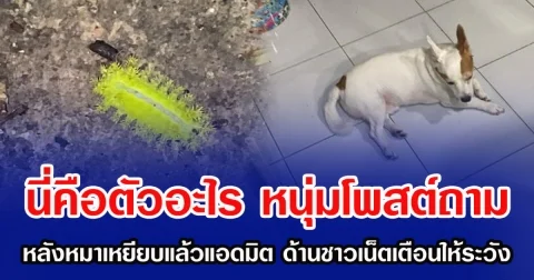 นี่คือตัวอะไร หนุ่มโพสต์ถาม หลังน้องหมาเหยียบแล้วแอดมิต ด้านชาวเน็ตเตือนให้ระวัง