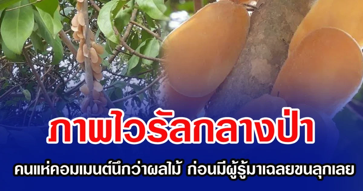 ภาพไวรัลกลางป่า คนแห่คอมเมนต์นึกว่าผลไม้ ก่อนมีผู้รู้มาเฉลยขนลุกเลย