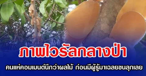 ภาพไวรัลกลางป่า คนแห่คอมเมนต์นึกว่าผลไม้ ก่อนมีผู้รู้มาเฉลยขนลุกเลย