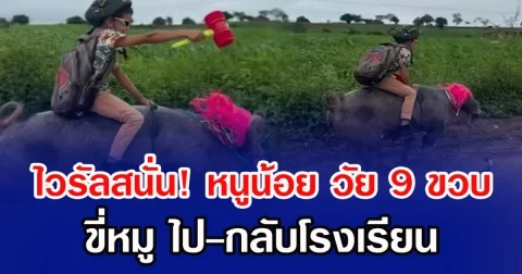 ไวรัลสนั่น! หนูน้อย วัย 9 ขวบ ขี่หมู ไป-กลับโรงเรียน