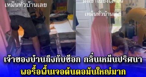 เจ้าของบ้านถึงกับช็อก กลิ่นเหม็นปริศนา พอรื้อพื้นเจอต้นตอมันใหญ่มาก