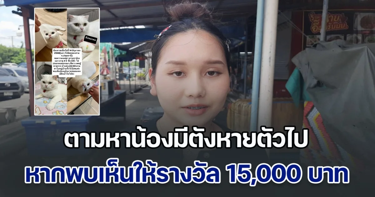 เจ้าของน้องมีตัง วันๆ ได้นอน 2-3 ชม. ออกตามหาน้องแมวที่หายไป หากพบเห็นให้รางวัล 15,000 บาท