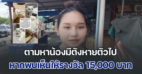 เจ้าของน้องมีตัง วันๆ ได้นอน 2-3 ชม. ออกตามหาน้องแมวที่หายไป หากพบเห็นให้รางวัล 15,000 บาท