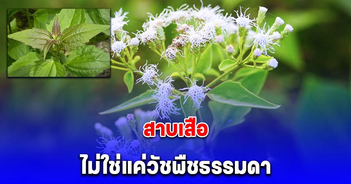 สาบเสือ ไม่ใช่แค่วัชพืชธรรมดา แต่มีประโยชน์มากกว่าที่คิด