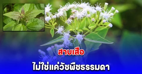 สาบเสือ ไม่ใช่แค่วัชพืชธรรมดา แต่มีประโยชน์มากกว่าที่คิด