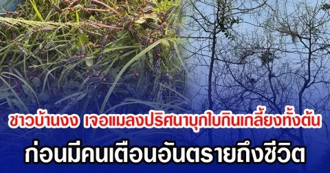 ชาวบ้านงง เจอแมลงปริศนาบุกกินเกลี้ยงทั้งต้น ก่อนมีคนเตือนอันตรายถึงชีวิต