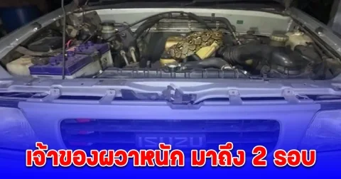 งูเหลือม นอนขดใต้ฝากระโปรงรถ เจ้าของผวาหนัก มาถึง 2 รอบ