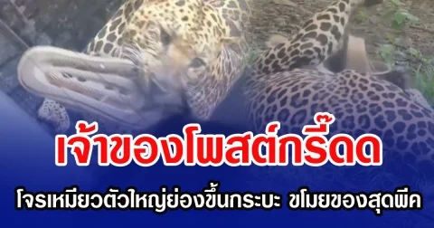 เจ้าของโพสต์กรี๊ดด โจรเหมียวตัวใหญ่ย่องขึ้นกระบะ ขโมยของสุดพีค