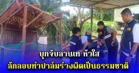 บุกจับลานเท หัวใสลักลอบทำปาล์มร่วงผิดเป็นธรรมชาติ