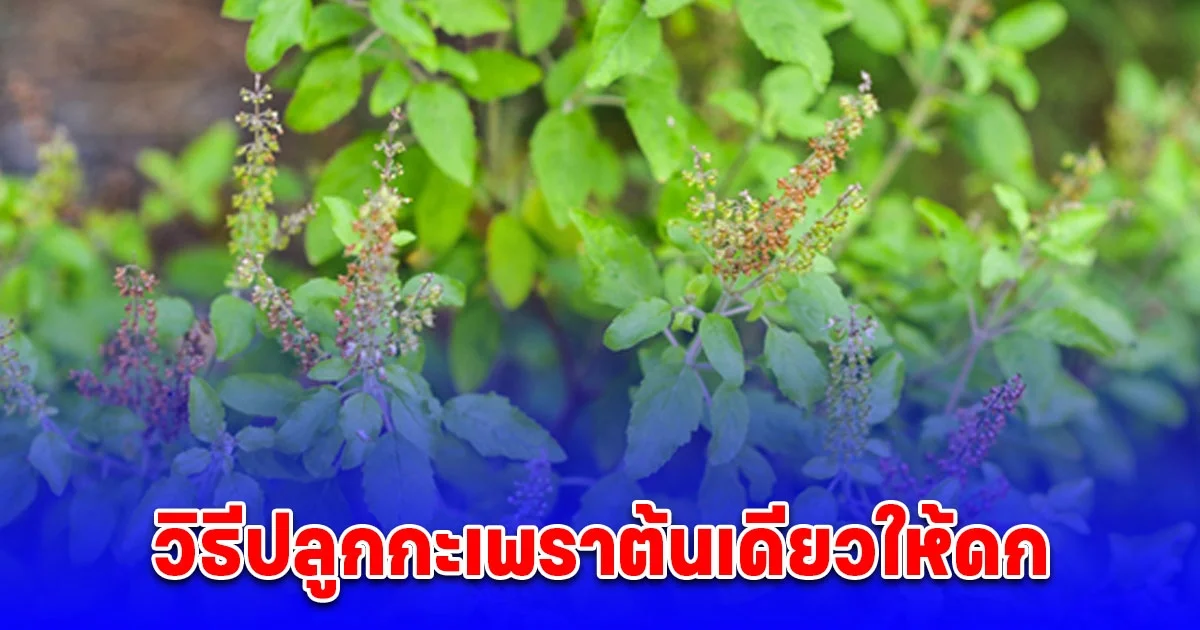 วิธีปลูกกะเพราต้นเดียวให้ดก