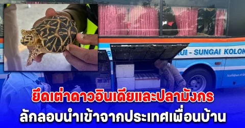 ตรวจยึดเต่าดาวอินเดียและปลามังกร ลักลอบนำเข้าจากประเทศเพื่อนบ้าน อาศัยขนส่งรถทัวร์ มูลค่ากว่า 2 ล้านบาท