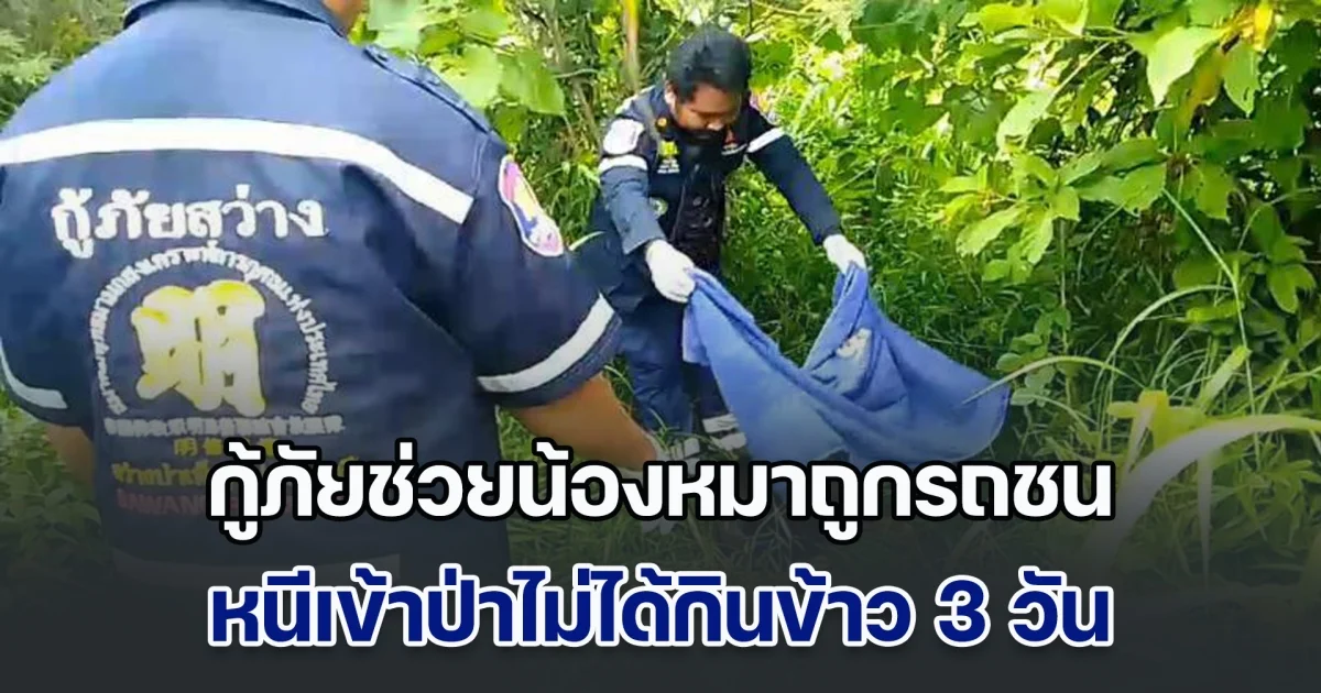 กู้ภัยช่วยน้องหมาถูกรถชน หนีเข้าป่าไม่ได้กินข้าว 3 วัน