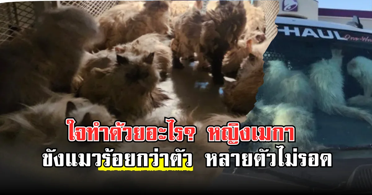 ใจทำด้วยอะไร? หญิงเมกาขังแมวร้อยกว่าตัว หลายตัวไม่รอด(ตปท.)