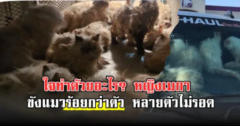 ใจทำด้วยอะไร? หญิงเมกาขังแมวร้อยกว่าตัว หลายตัวไม่รอด(ตปท.)