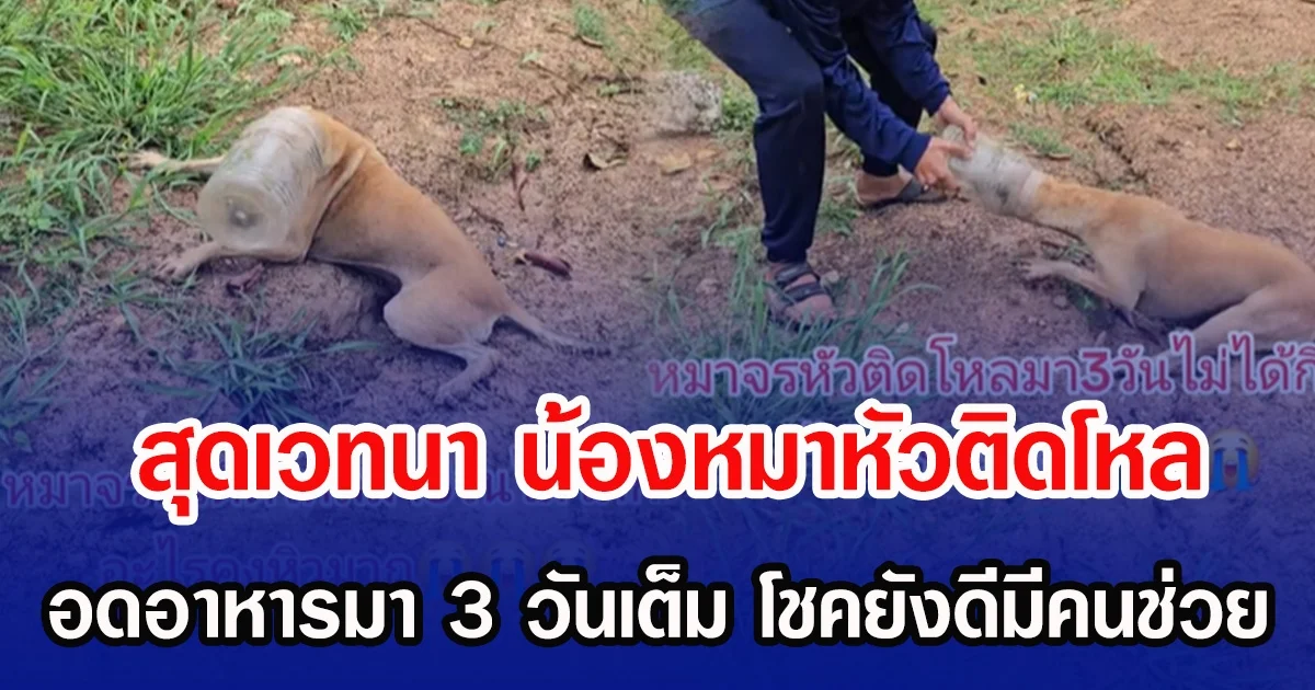 สุดเวทนา น้องหมาหัวติดโหล อดอาหารมา 3 วันเต็ม โชคยังดีมีคนช่วย