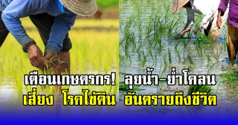 เตือนเกษตรกร! ลุยน้ำ-ย่ำโคลน เสี่ยง โรคไข้ดิน อันตรายถึงชีวิต