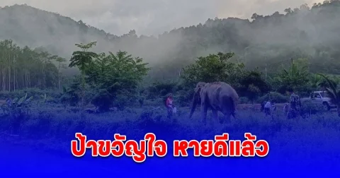 ป้าขวัญใจ กลับคืนสู่ธรรมชาติแล้ว หลังลื่นล้มได้รับบาดเจ็บและเข้ารับการรักษาจนหายดี