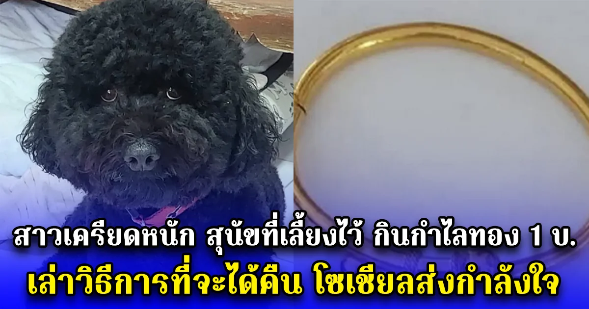 สาวเครียดหนัก สุนัขที่เลี้ยงไว้ กินกำไลทอง 1 บ. เล่าวิธีการที่จะได้คืน โซเชียลส่งกำลังใจ