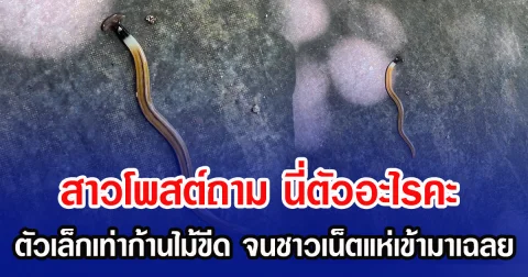 สาวโพสต์ถาม นี่ตัวอะไรคะ ตัวเล็กเท่าก้านไม้ขีด จนชาวเน็ตแห่เข้ามาเฉลย