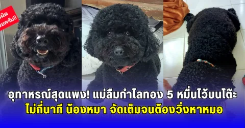 อุทาหรณ์สุดแพง! แม่ลืมกำไลทอง 5 หมื่นไว้บนโต๊ะ ไม่กี่นาที น้องหมา จัดเต็มจนต้องวิ่งหาหมอ