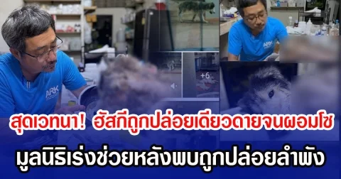 สุดเวทนา! ฮัสกีถูกปล่อยเดียวดายจนผอมโซ มูลนิธิเร่งช่วยหลังพบถูกปล่อยลำพัง