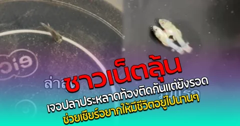 ชาวเน็ตลุ้น เจอปลาประหลาดท้องติดกันแต่ยังรอด ช่วยเชียร์อยากให้มีชีวิตอยู่ไปนาน ๆ