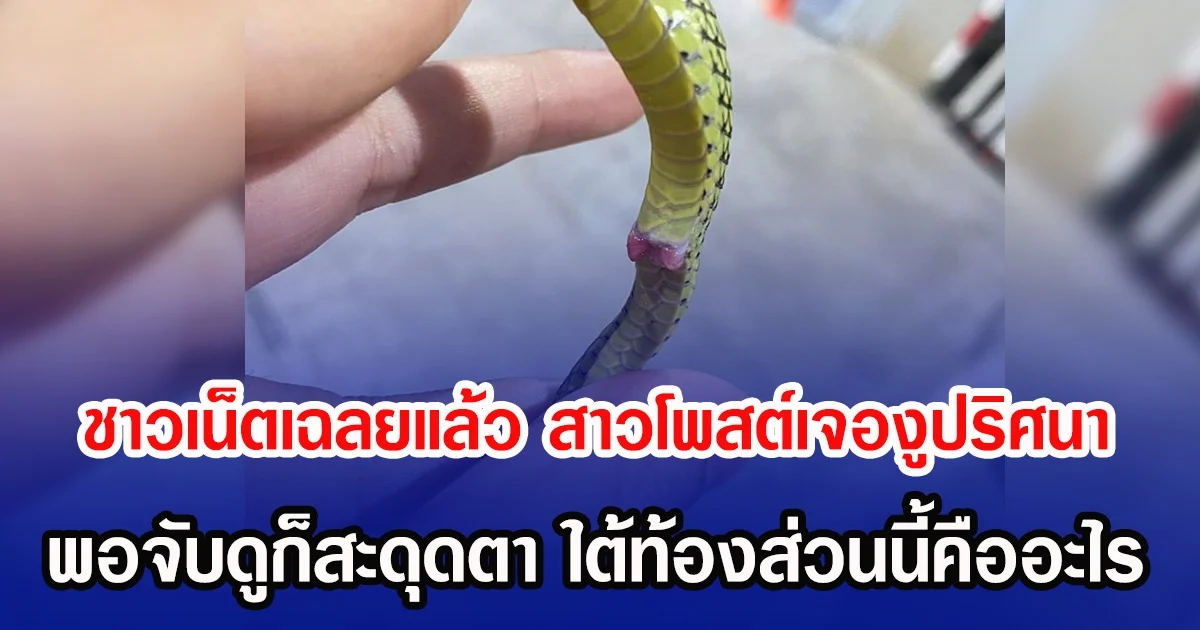 ชาวเน็ตเฉลยแล้ว สาวโพสต์เจองูปริศนา พอจับดูก็สะดุดตา ใต้ท้องส่วนนี้คืออะไร