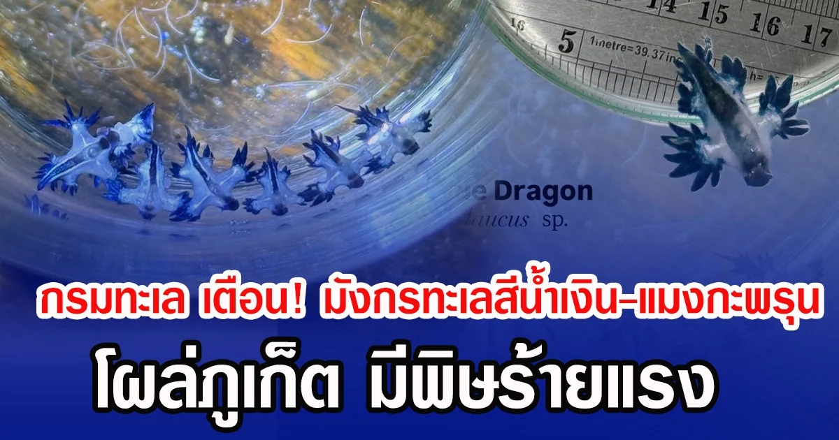 กรมทะเล เตือน! มังกรทะเลสีน้ำเงิน-แมงกะพรุน โผล่ภูเก็ต มีพิษร้ายแรง