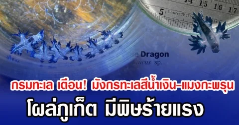 กรมทะเล เตือน! มังกรทะเลสีน้ำเงิน-แมงกะพรุน โผล่ภูเก็ต มีพิษร้ายแรง