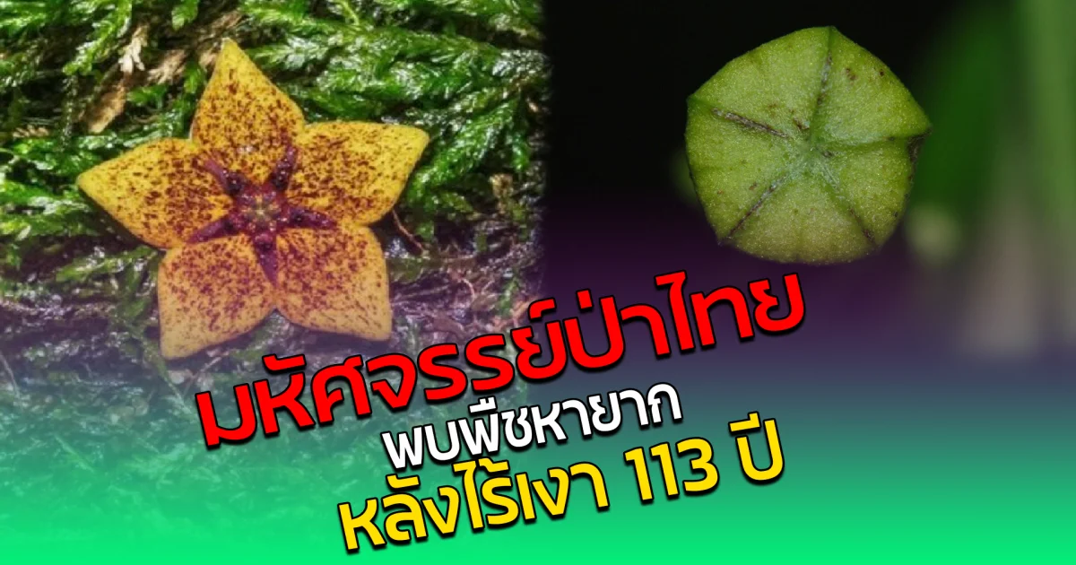 มหัศจรรย์ป่าไทย พบพืชหายาก หลังไร้เงา 113 ปี