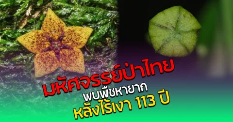 มหัศจรรย์ป่าไทย พบพืชหายาก หลังไร้เงา 113 ปี