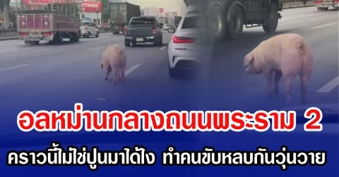 อลหม่านกลางถนนพระราม 2 คราวนี้ไม่ใช่ปูนมาได้ไง ทำเอาคนขับรถหลบกันวุ่นวาย