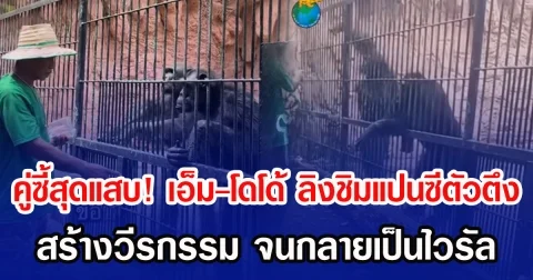 ดังสุดๆ คู่ซี้สุดแสบ! เอ็ม-โดโด้ ลิงชิมแปนซีตัวตึง สร้างวีรกรรม จนกลายเป็นไวรัล
