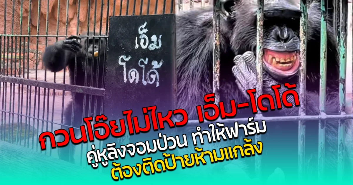 กวนโอ๊ยไม่ไหว เอ็ม-โดโด้ คู่หูลิงจอมป่วน ทำให้ฟาร์ม ต้องติดป้ายห้ามแกล้ง