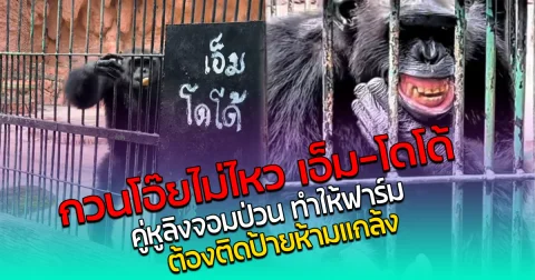 กวนโอ๊ยไม่ไหว เอ็ม-โดโด้ คู่หูลิงจอมป่วน ทำให้ฟาร์ม ต้องติดป้ายห้ามแกล้ง