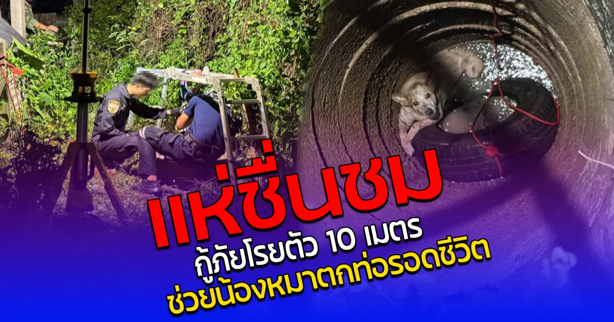 แห่ชื่นชม กู้ภัยโรยตัว 10 เมตร ช่วยน้องหมาตกท่อรอดชีวิต
