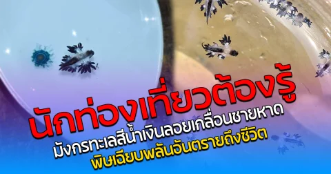 นักท่องเที่ยวต้องรู้ มังกรทะเลสีน้ำเงิน ลอยเกลื่อนชายหาด พิษเฉียบพลัน อันตรายถึงชีวิต