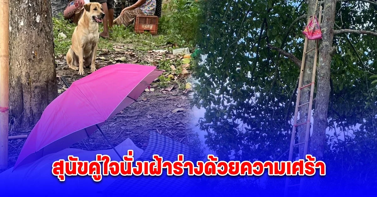 มังคุดราคาถูกเจ้าของปีนหวังขายได้กำไรเล็กน้อย สุดท้ายพลาดพลั้งตกลงมาเสียชีวิต มีสุนัขคู่ใจนั่งเฝ้าร่างด้วยความเศร้า