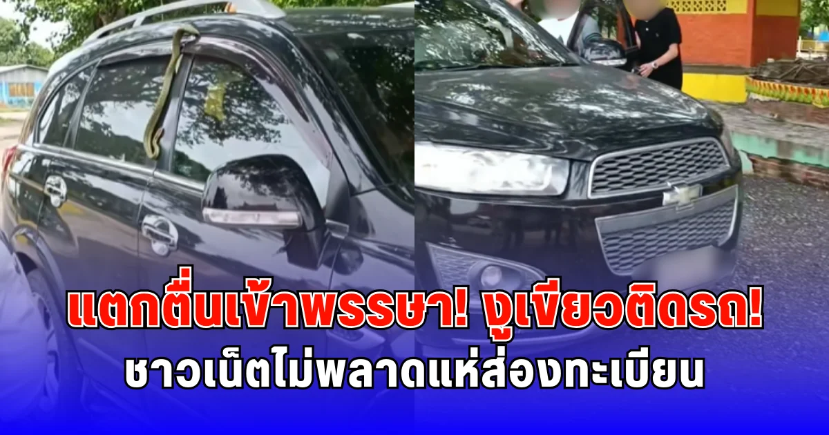 แตกตื่นเข้าพรรษา งูเขียวติดรถ ชาวเน็ตไม่พลาดแห่ส่องทะเบียน