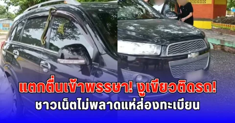 แตกตื่นเข้าพรรษา งูเขียวติดรถ ชาวเน็ตไม่พลาดแห่ส่องทะเบียน