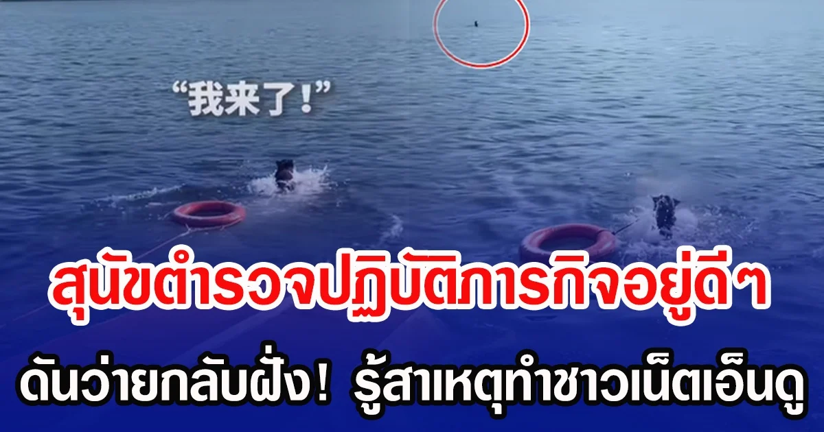 สุนัขตำรวจปฏิบัติภารกิจอยู่ดี ๆ ดันว่ายกลับฝั่ง! รู้สาเหตุทำชาวเน็ตเอ็นดู (ข่าวต่างประเทศ)
