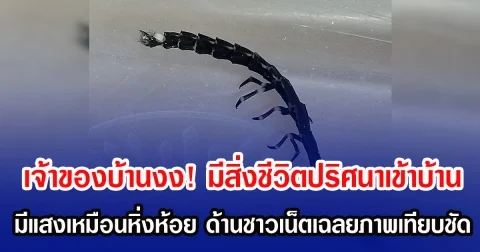 เจ้าของบ้านงง! มีสิ่งชีวิตปริศนาเข้าบ้าน มีแสงเหมือนหิ่งห้อย ด้านชาวเน็ตเฉลยภาพเทียบชัด